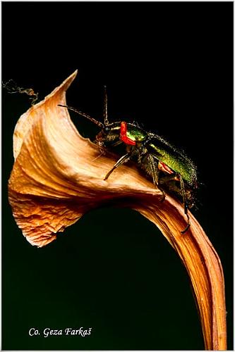 03_common_malachite_beetle.jpg - Common malachite beetle, Malachius bipustulatus Location: Novi Sad, Serbia