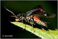 02_common_malachite_beetle