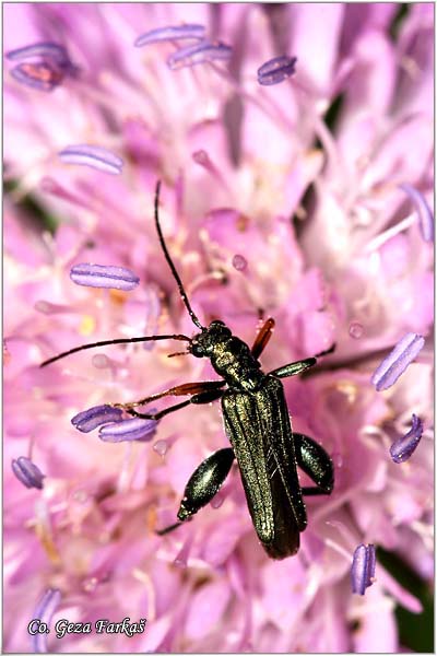 01_thick-legged_flower_beetle.jpg - Thick-legged flower beetle, Oedemera nobilis, Location: Herceg Novi, Monte Negro