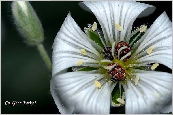 07_aried_carpet_beetle.jpg - Aried carpet beetle, Anthrenus verbasci,  Location: Novi Sad, Serbia
