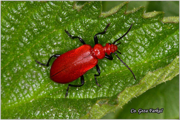 08_common_cardinal_beetle.jpg - Common  Cardinal beetle. Pyrochroa serraticornis, Mesto - Location: Novi Sad, Serbia