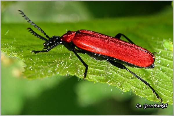 09_cardinal_beetle.jpg - Cardinal beetle, Pyrochroa coccinea,  Location: Fruka Gora - Venac, Serbia