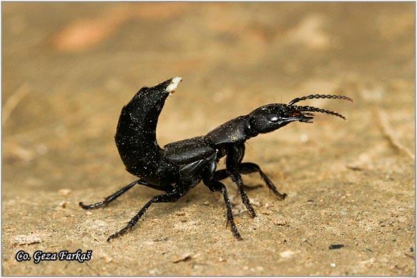 10_devils_coach_horse_beetle.jpg - The devils coach horse beetle, Ocypus olens, Location: Fruka Gora , Serbia