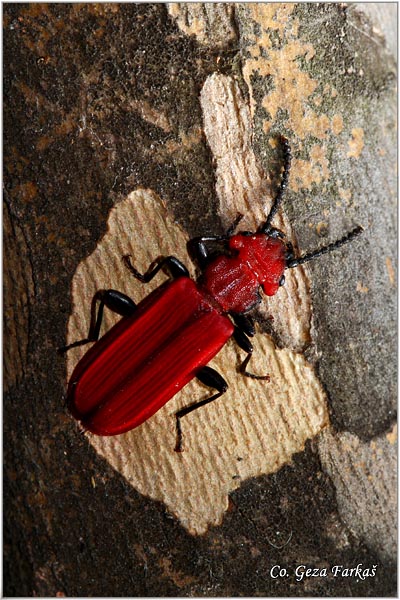 21_flat_red_beetle.jpg - Flat red beetle, Cucujus cucijidae, Mesto - Location: Fruka Gora, Serbia