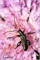 01_thick-legged_flower_beetle