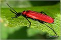 09_cardinal_beetle