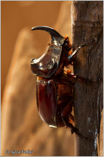 26_european_rhinoceros_beetle.jpg - European rhinoceros beetle, Oryctes nasicornis , Location: Temerin,  Serbia