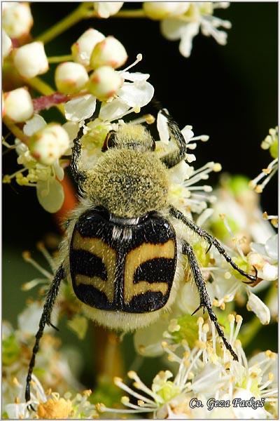 38_bee_beetle.jpg - Bee Beetle,  Trichius fasciatus, Location: Fruka gora,  Serbia