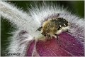 21_hairy_rose_beetle