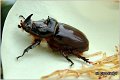 25_european_rhinoceros_beetle