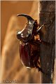 26_european_rhinoceros_beetle