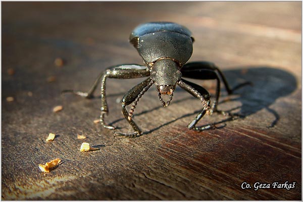 03_chuchyard_beetle.jpg - Chuchyard Beetles, Blaps gibba,  Location: Novi Sad, Serbia
