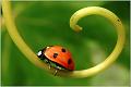07_coccinellidae