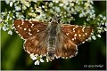 130_large_chequered_skipper