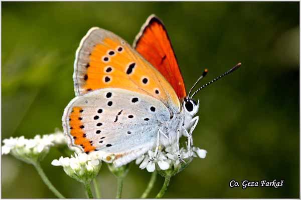 269_large_copper_butterfly.jpg - Large Copper, Lycaena dispar, Veliki dukat, Mesto - Location: Fruska Gora, Serbia