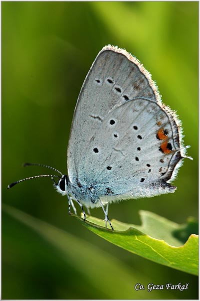 355_short-tailed_blue.jpg - Short-tailed Blue, Cupido argiades, Kratkorepi plavac, Fruska Gora, Serbia