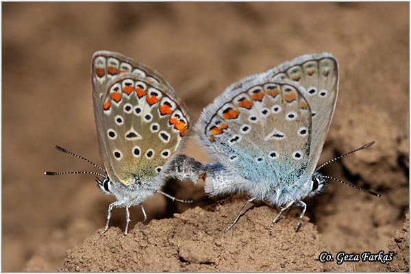 614_common_blue.jpg - Common blue, Polyommatus icarus, Gladiev plavac, Mesto - Location: Fruka Gora, Serbia