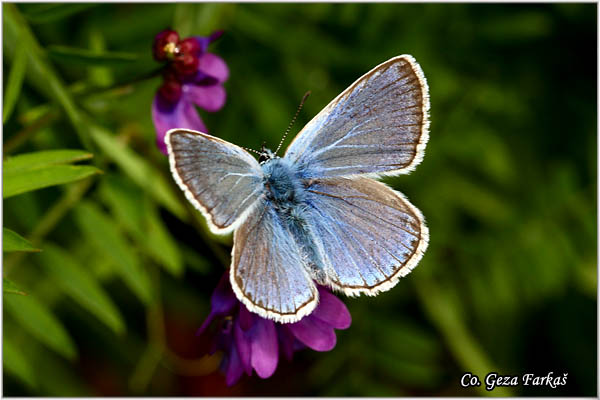 656_amandas_blue.jpg - Amanda's Blue, Polyommatus amandus, Amanda, Location: Mokra gora, Serbia