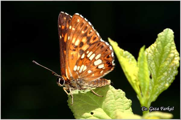 980_duke_of_burgundy.jpg - Butterflies Duke of Burgundy, Hamearis lucina, Smedji pegavac, Mesto - Location: Fruska Gora, serbia