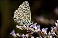 022_short-tailed_blue