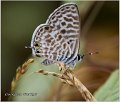 023_short-tailed_blue