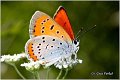 269_large_copper_butterfly