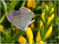 330_provencal_short_tailed_blue