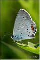 355_short-tailed_blue