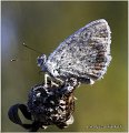 718_silver-studded_blue