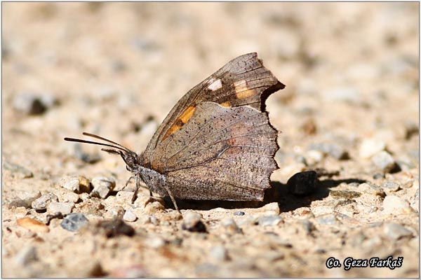 780_nettle-tree_butterfly.jpg - Nettle-tree Butterflyl, Libythea celtis, Koprivicev leptir,  Mesto - Location: Granada, Spain
