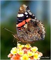 143_red_admiral
