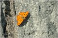 156_southern_comma