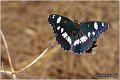 404_southern_white_admiral