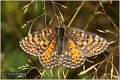 775_spotted_fritillary