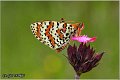 776_spotted_fritillary