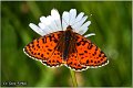 777_spotted_fritillary