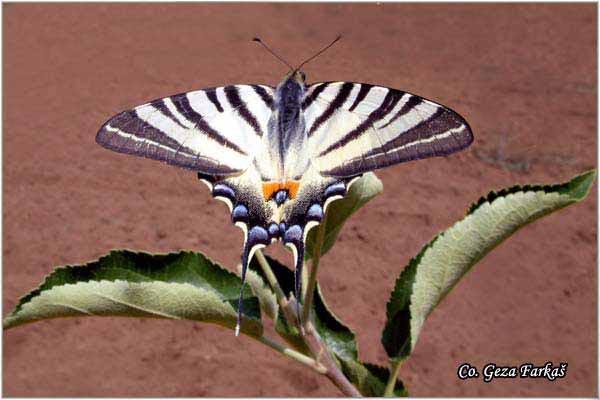 001_scarce_swallowtail.jpg - Scarce Swallowtail, Iphiclides podalirius, Jedrilac, Mesto - Location: Fruska Gora, Serbia