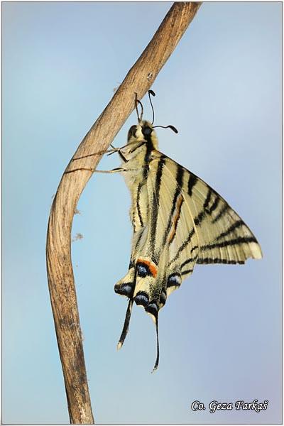 002_scarce_swallowtail.jpg - Scarce Swallowtail, Iphiclides podalirius, Jedrilac, Mesto - Location: Fruška Gora, Serbia