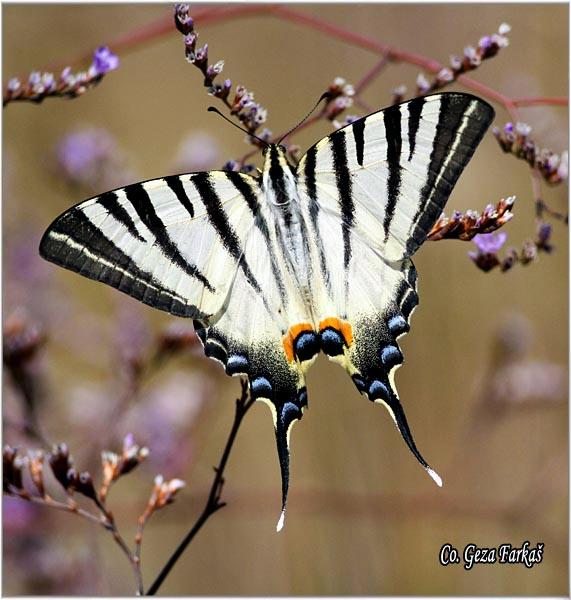 004_scarce_swallowtail.jpg - Scarce Swallowtail, Iphiclides podalirius, Jedrilac, Mesto - Location: Skhiatos, Greece