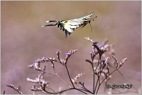 005_scarce_swallowtail.jpg - Scarce Swallowtail, Iphiclides podalirius, Jedrilac, Mesto - Location: Skhiatos, Greece