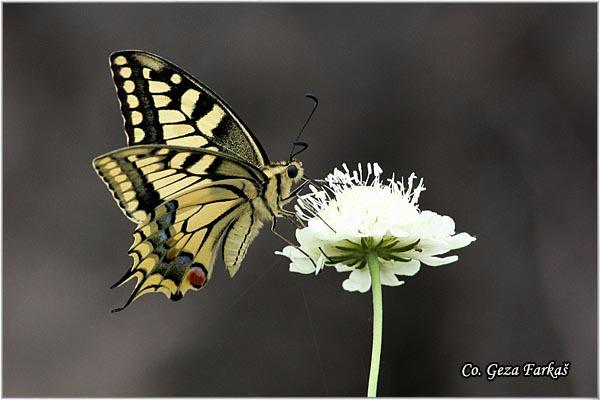 015_swallowtail.jpg - Swallowtail, Papilio machaon, Makazar, Mesto - Location: Fruska Gora, Serbia