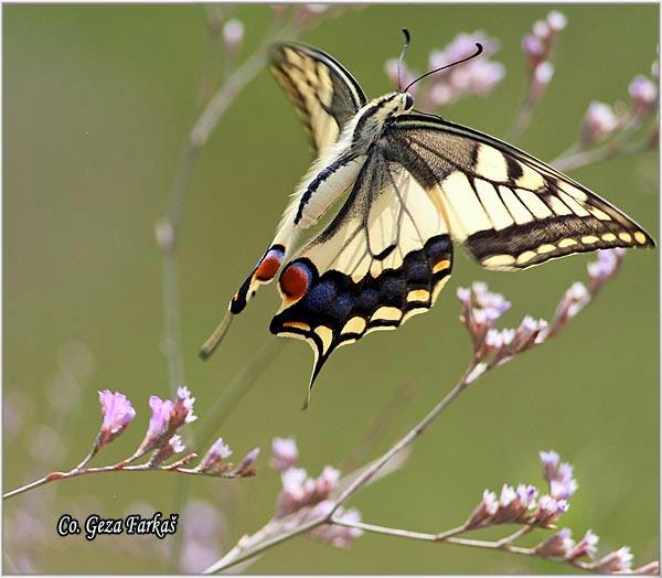 016_swallowtail.jpg - Swallowtail, Papilio machaon, Makazar, Mesto - Location: Skhiatos, Greece