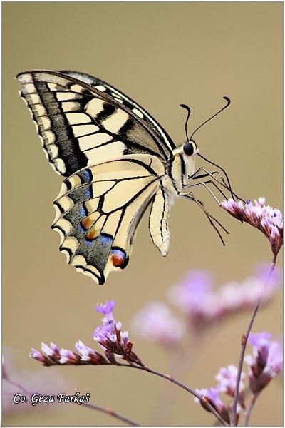 017_swallowtail.jpg - Swallowtail, Papilio machaon, Makazar, Mesto - Location: Skhiatos, Greece
