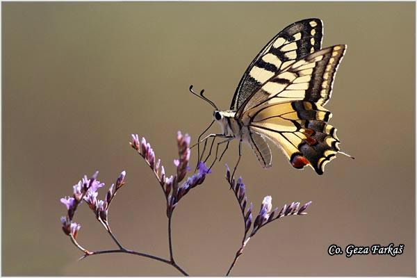 018_swallowtail.jpg - Swallowtail, Papilio machaon, Makazar, Mesto - Location: Skhiatos, Greece