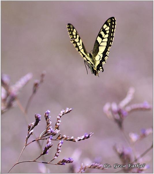 019_swallowtail.jpg - Swallowtail, Papilio machaon, Makazar, Mesto - Location: Skhiatos, Greece