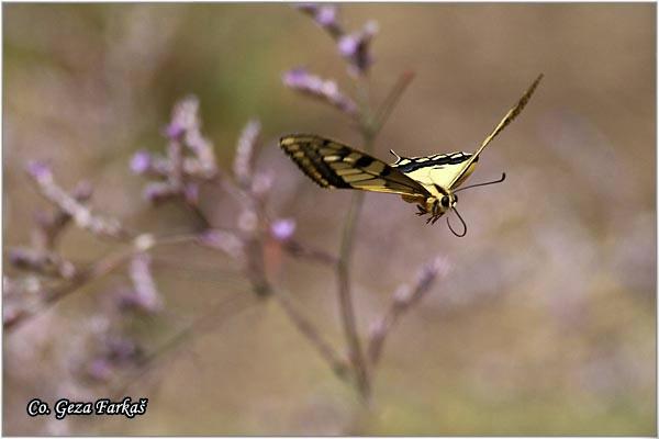 020_swallowtail.jpg - Swallowtail, Papilio machaon, Makazar, Mesto - Location: Skhiatos, Greece
