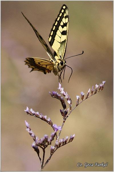 021_swallowtail.jpg - Swallowtail, Papilio machaon, Makazar, Mesto - Location: Skhiatos, Greece