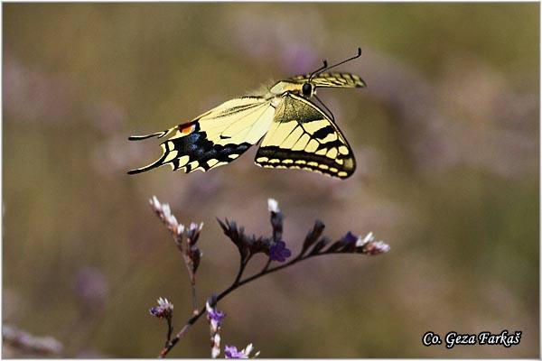 023_swallowtail.jpg - Swallowtail, Papilio machaon, Makazar, Mesto - Location: Skhiatos, Greece