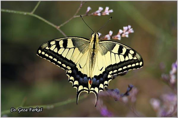 024_swallowtail.jpg - Swallowtail, Papilio machaon, Makazar, Mesto - Location: Skhiatos, Greece