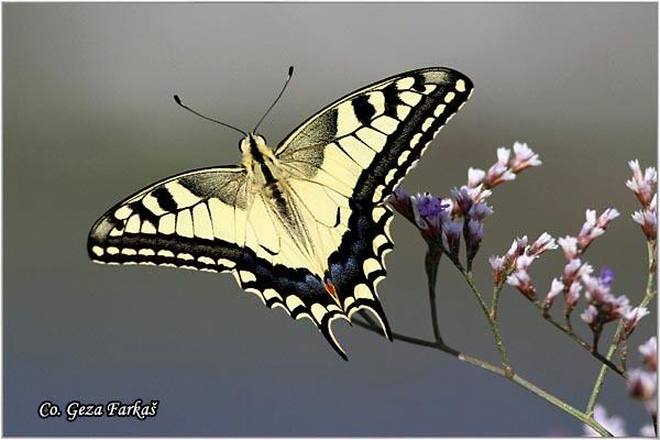 025_swallowtail.jpg - Swallowtail, Papilio machaon, Makazar, Mesto - Location: Skhiatos, Greece